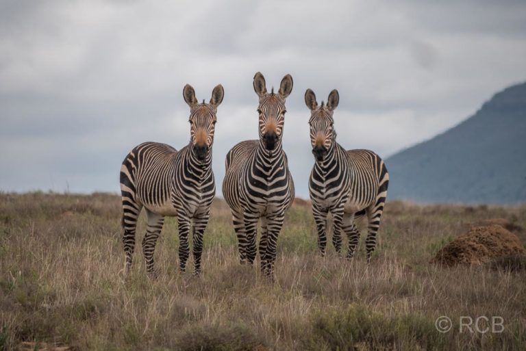 Bergzebras, Mountain Zebra National Park