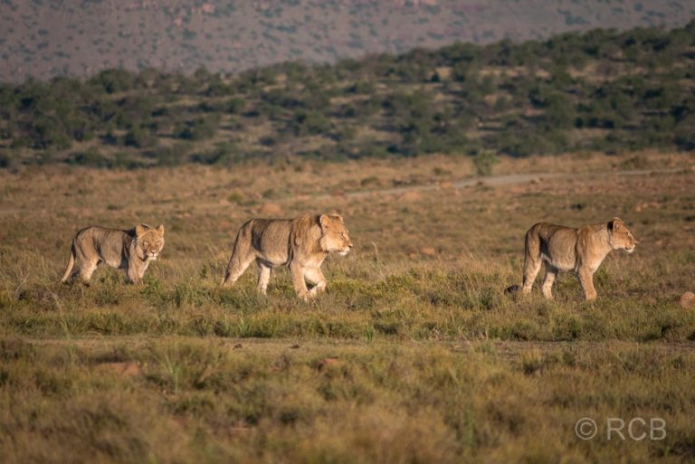 drei junge Löwen laufen durch den Mountain Zebra National Park
