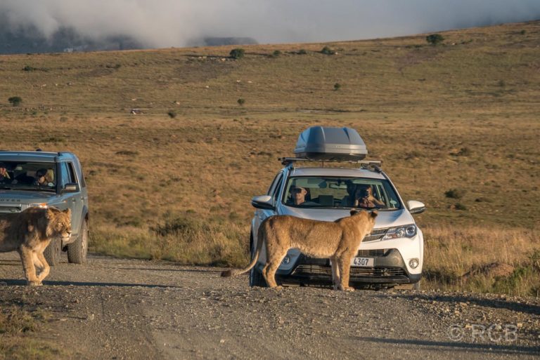 junger Löwe steht vor einem Auto und betrachtet die Insassen durch die Windschutzscheibe, Mountain Zebra National Park