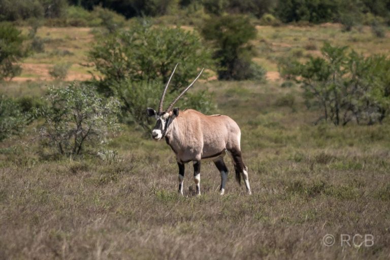 Oryx-Antilope, Mountain Zebra National Park