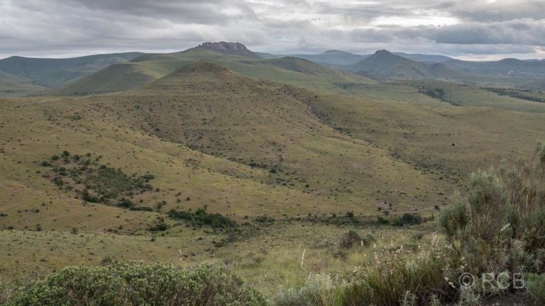 Ausblick über Hügel vom Kranskop Loop, Mountain Zebra National Park