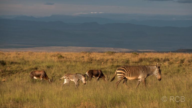 Bergzebras und Blessböcke,Mountain Zebra National Park