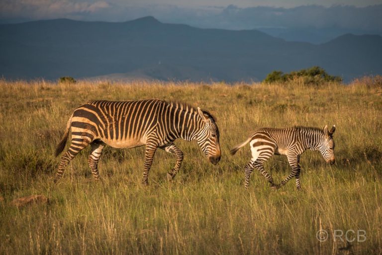 Bergzebra mit Jungem, Mountain Zebra National Park