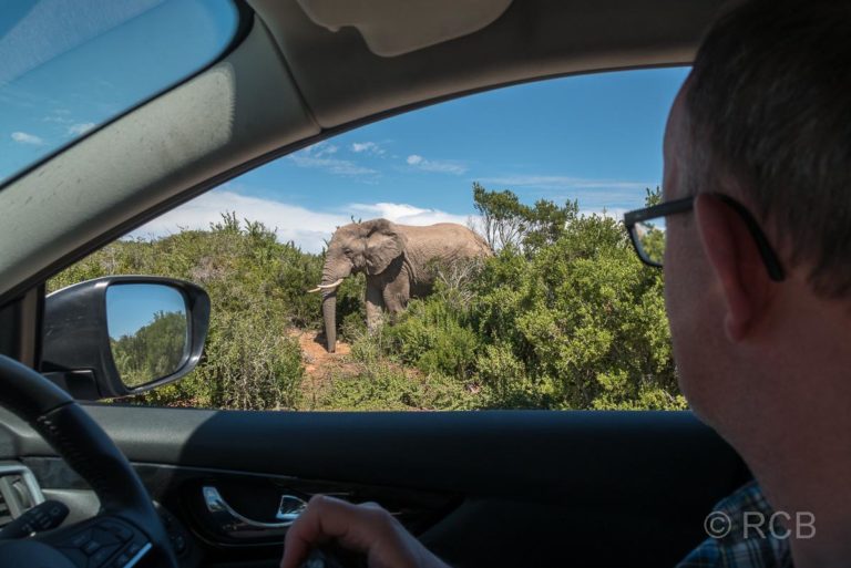 Mann betrachtet aus dem Auto heraus einen direkt daneben stehenden Elefant, Addo Elephant National Park