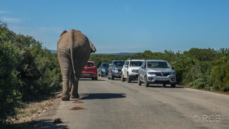 Elefant läuft an einer Schlange von Autos vorbei, Addo Elephant National Park