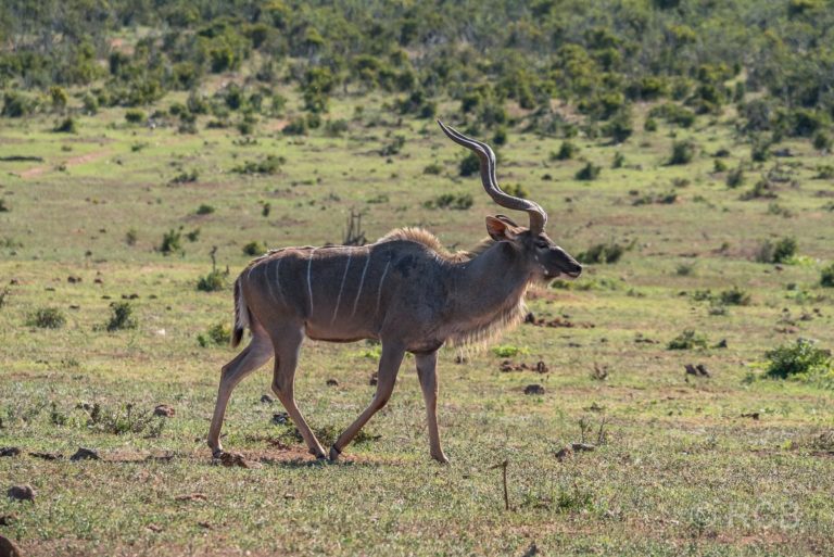 Kudu, Addo Elephant National Park