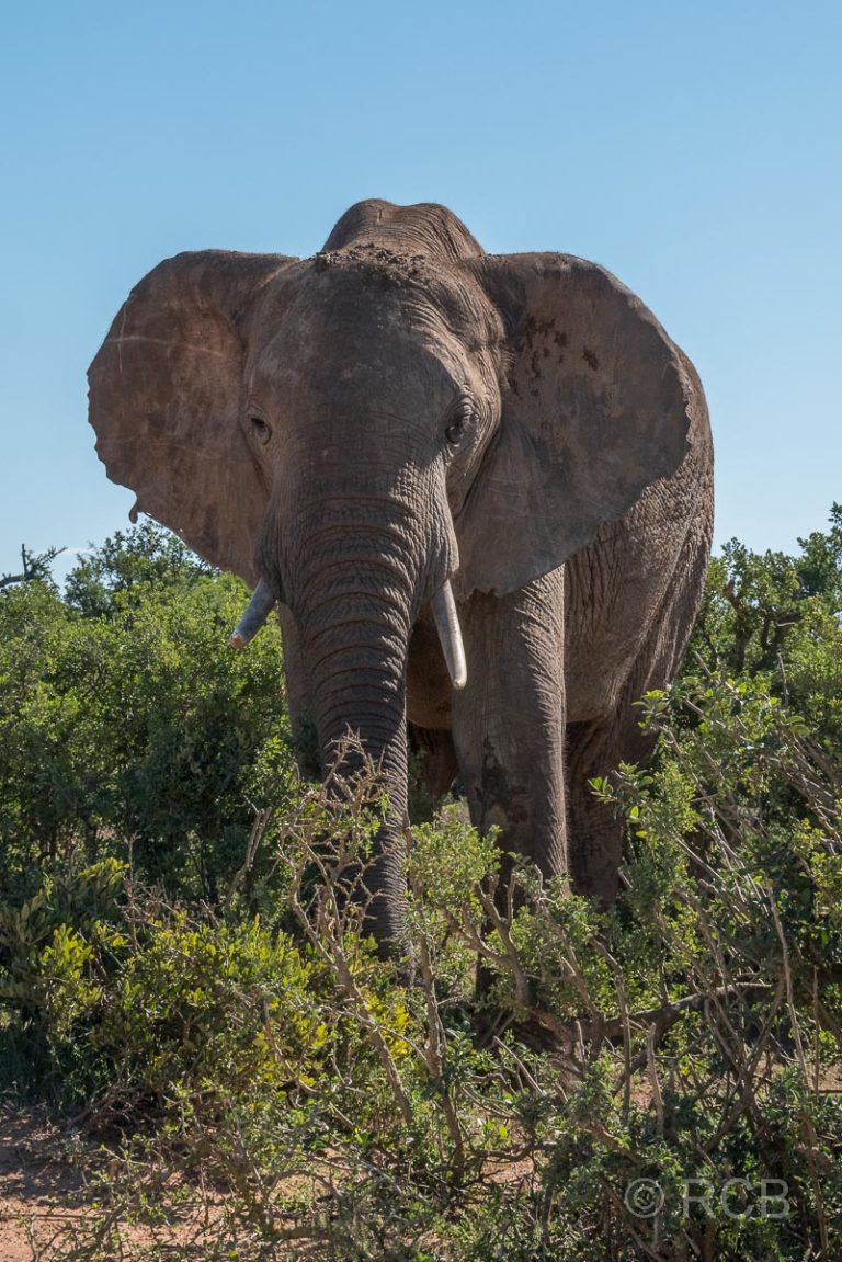Elefant, Addo Elephant National Park