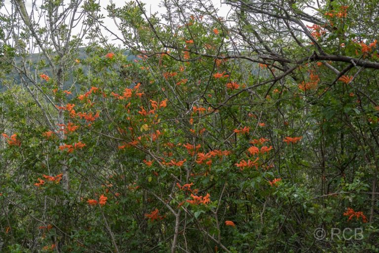 orangefarbene Blüten am Doringhek Trail, Addo Elephant National Park