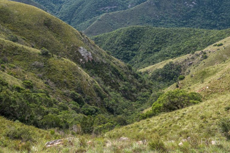 grüne Hügel in der Zuurberg Section des Addo Elephant National Park