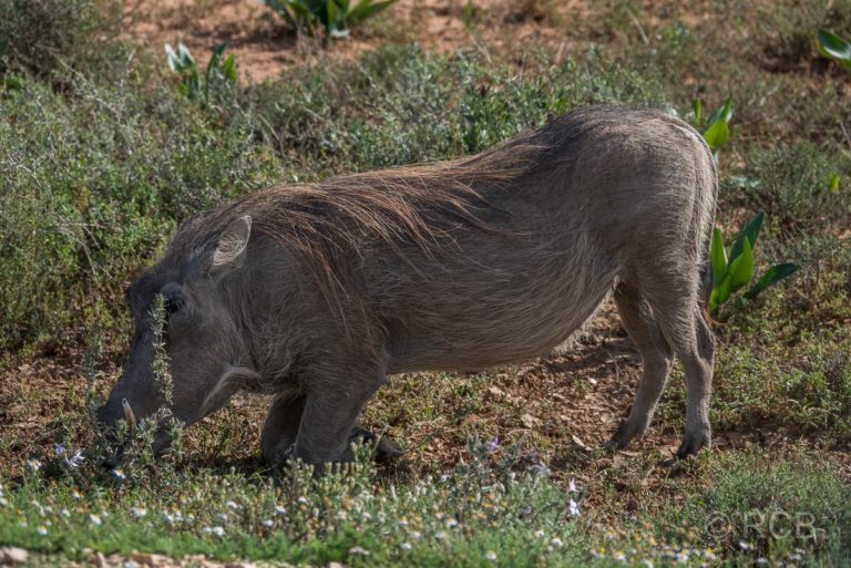 Warzenschwein, Addo Elephant National Park