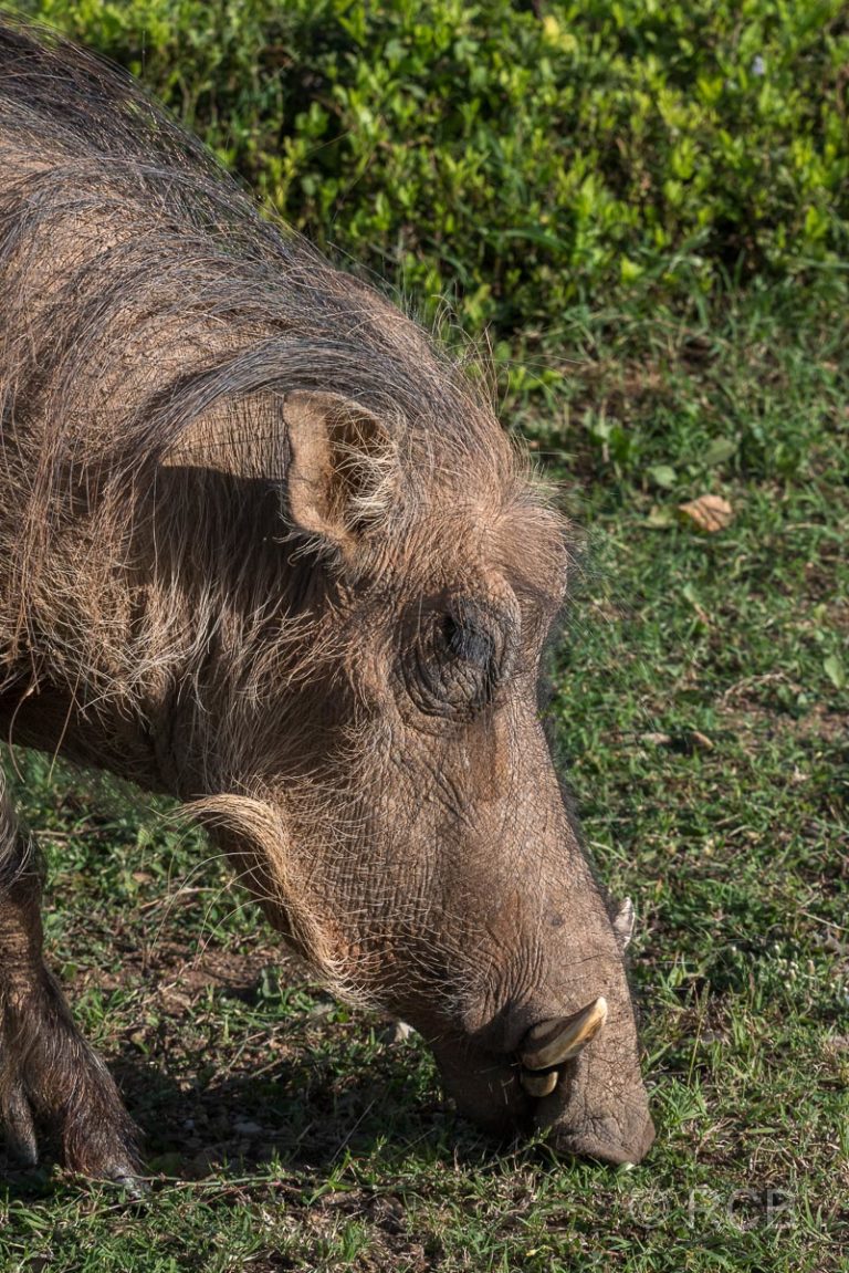 Warzenschwein, Addo Elephant National Park