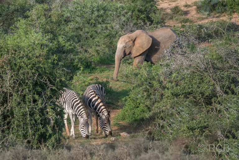 Elefant und Steppenzebras, Addo Elephant National Park