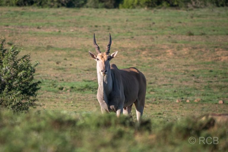 Elen-Antilope, Addo Elephant National Park