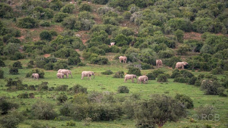 Elefantenherde zieht durch die Buschlandschaft, Addo Elephant National Park