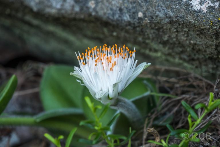 weiße Blüte auf dem Waterfall Trail, Tsitsikamma Section des Garden Route National Park