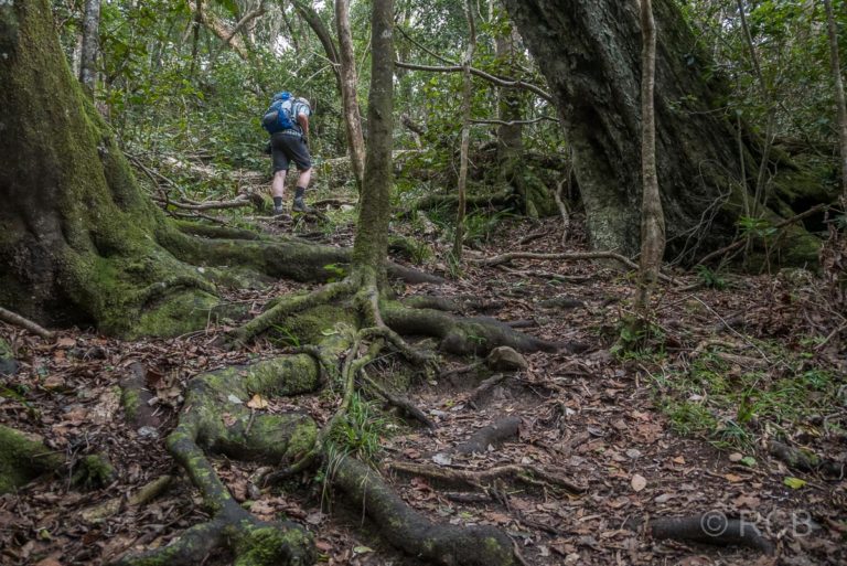 Wanderer geht über Wurzeln auf dem Blue Duiker Trail, Tsitsikamma Section des Garden Route National Park