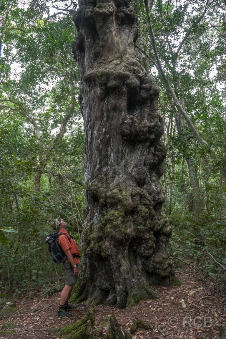 Wanderer bestaunt einen großen Yellowwood Tree am Blue Duiker Trail, Tsitsikamma Section des Garden Route National Park