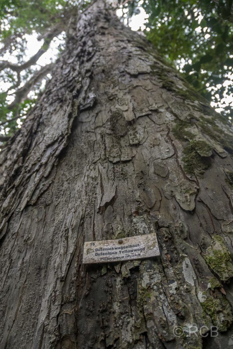 Yellowwood Tree am Blue Duiker Trail, Tsitsikamma Section des Garden Route National Park