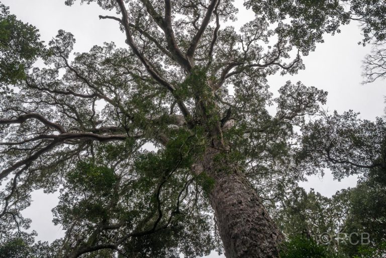 Krone des sog. "Big Tree" in der Tsitsikamma Section des Garden Route National Park