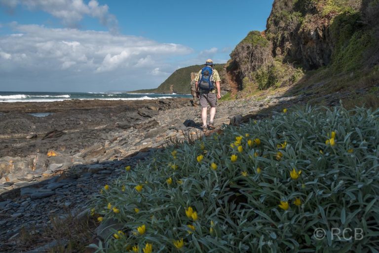 Mann wandert entlang gelber Blumen auf dem Salt River Mouth Trail bei Nature's Valley