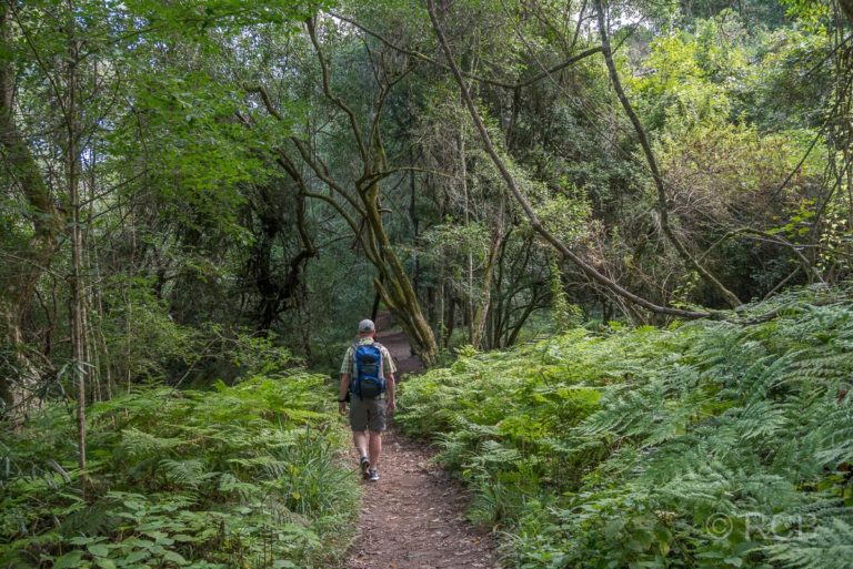Mann wandert auf dem Half Collared King Fisher Trail bei Wilderness