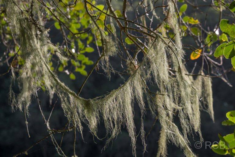 Flechten an einem Baum im Tal des Touws River bei Wilderness