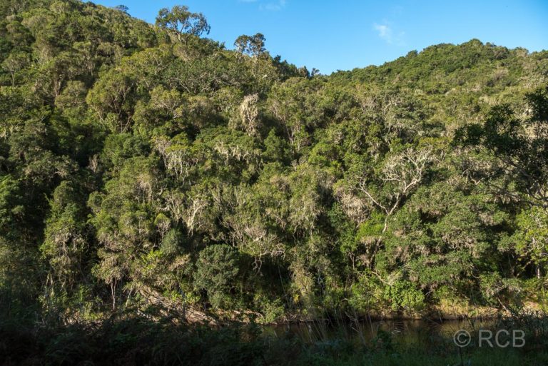 dichte, grüne Bäume am Ufer des Touws River bei Wilderness
