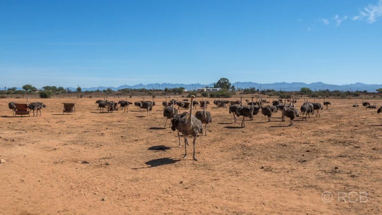 Straußenherde auf der Safari Ostrich Farm, Oudtshoorn