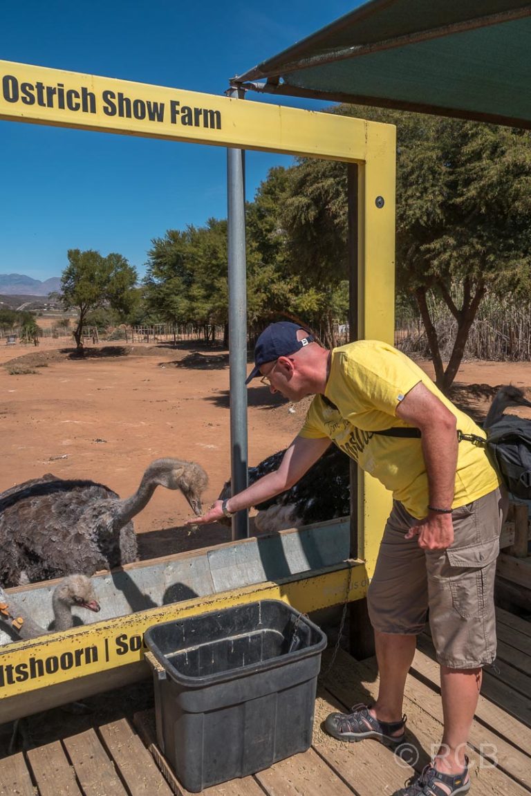 Mann füttert Strauß aus der Hand, Safari Ostrich Farm, Oudtshoorn