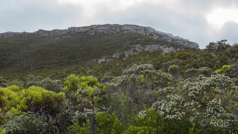 Fynbos in der Potberg Section des De Hoop Nature Reserve
