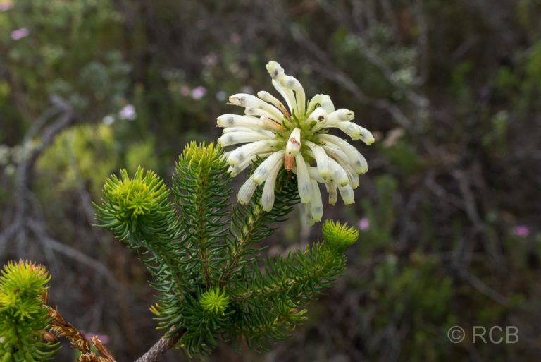 weiße Blüten in der Potberg Section, De Hoop Nature Reserve