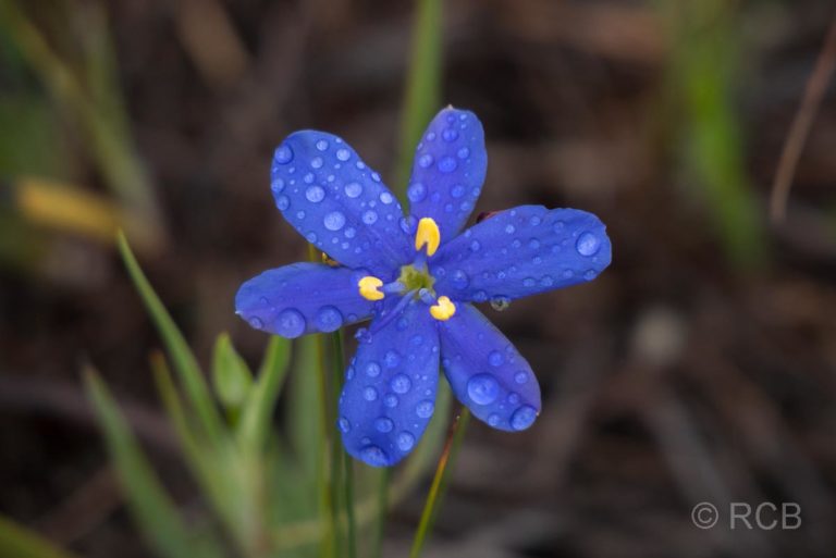 blaue Blüte mit Tau, Potberg Section, De Hoop Nature Reserve