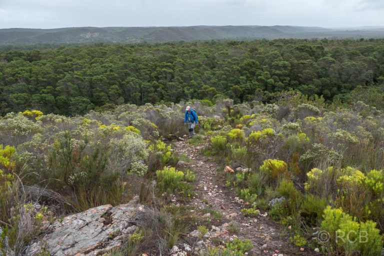 Mann wandert bergauf durch Fynbos, Potberg Section, De Hoop Nature Reserve