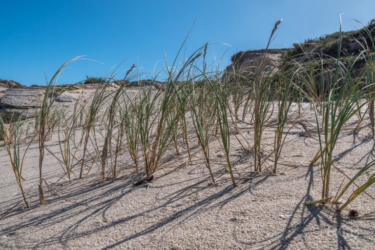 Gras im Sand einer Düne, De Hoop Nature Reserve