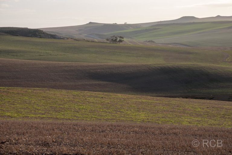 monochrome Felder beim De Hoop Nature Reserve