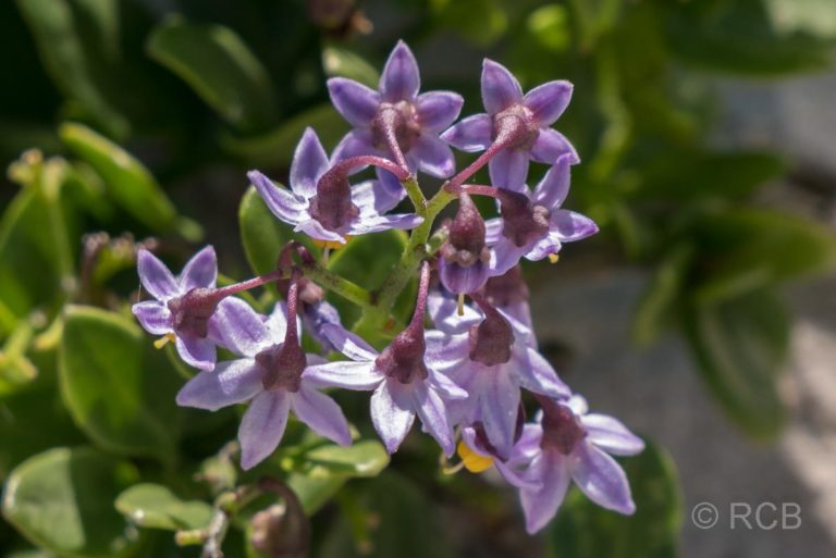 violette Blüten am Rasperpunt Hiking Trail, Agulhas National Park