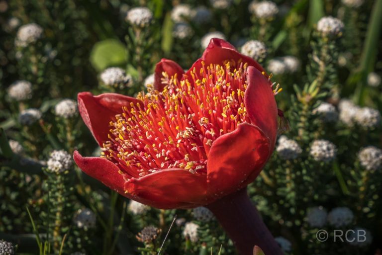 rote Blüte im Agulhas National Park