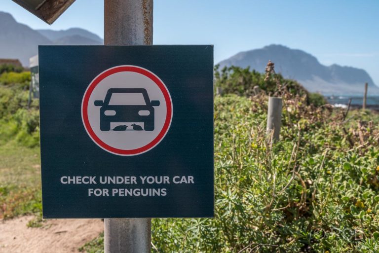 Warnschild "Achte auf Pinguine unter dem Auto" auf dem Parkplatz des Stony Point Nature Reserve