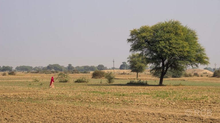 Felder auf der Fahrt durch Rajasthan
