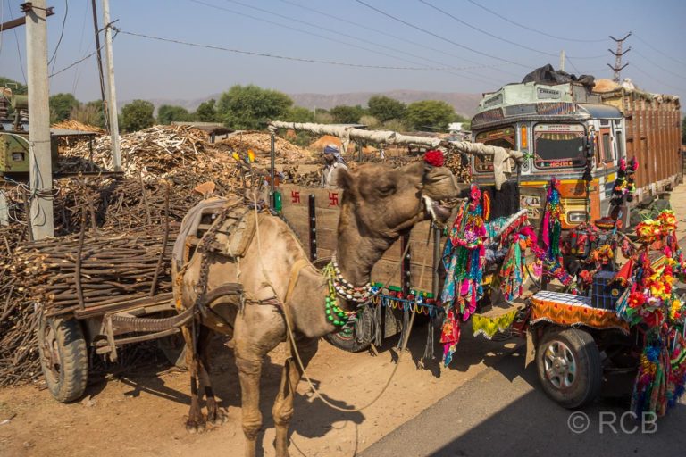Dromedar und bunt geschmückter Truck auf der Fahrt durch Rajasthan