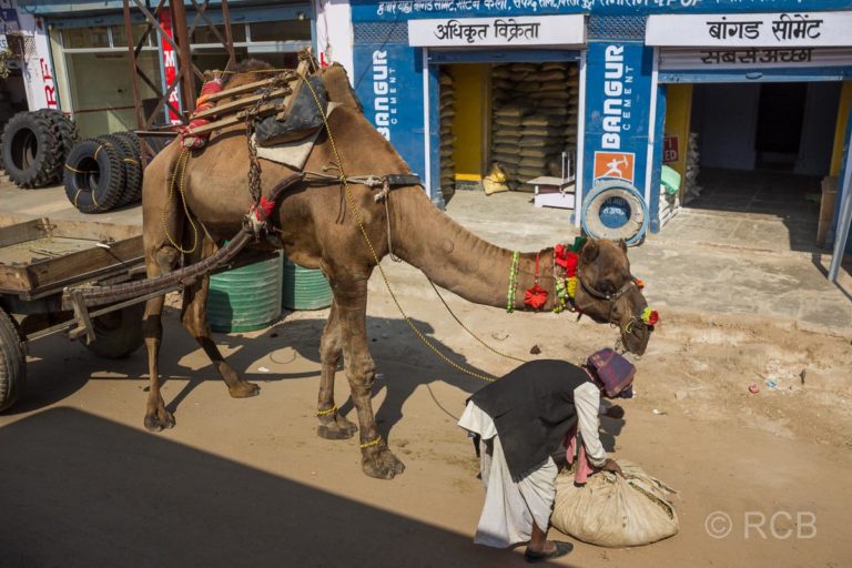 Fahrt durch Rajasthan, Mann füttert ein Dromedar
