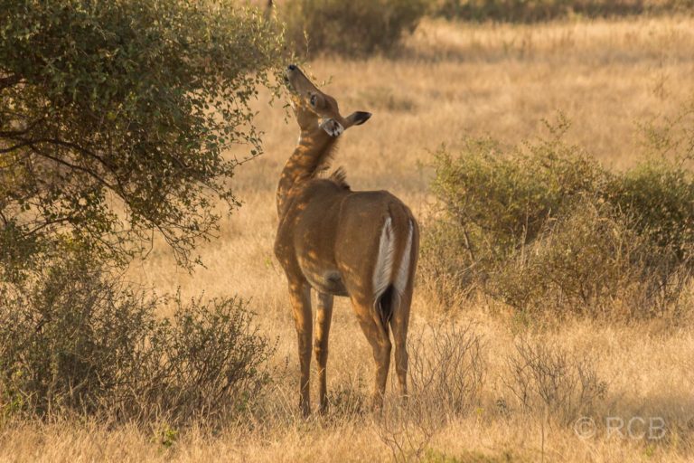 Nilgau-Antilope, Ranthambore National Park
