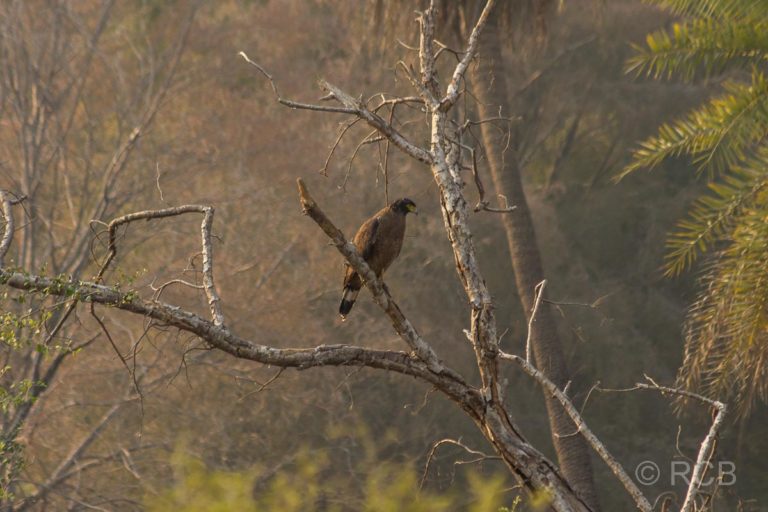 Adler im Ranthambore National Park