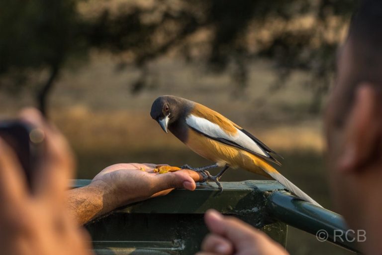Vogel lässt sich aus der Hand füttern im Ranthambore National Park