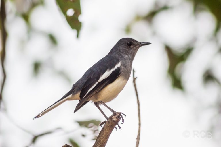 Vogel im Keoladeo National Park