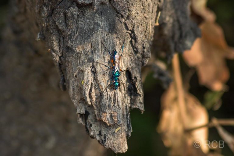 grün schillernde Ameise im Keoladeo National Park
