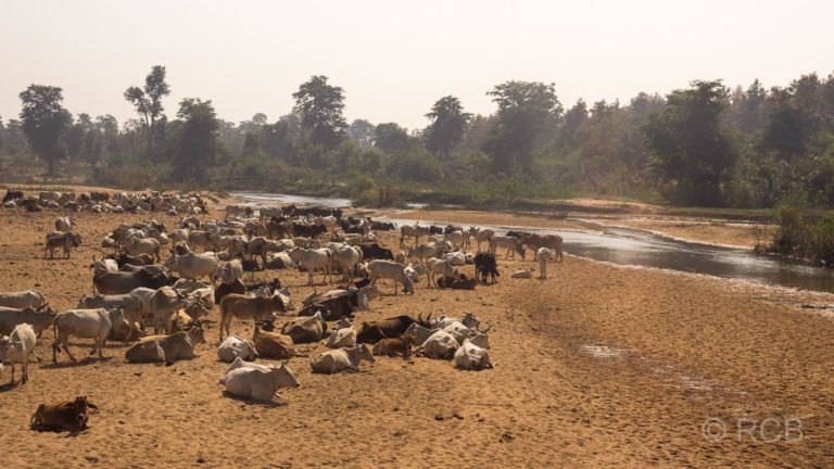 Kühe am Flussufer auf der Fahrt durch Madya Pradesh