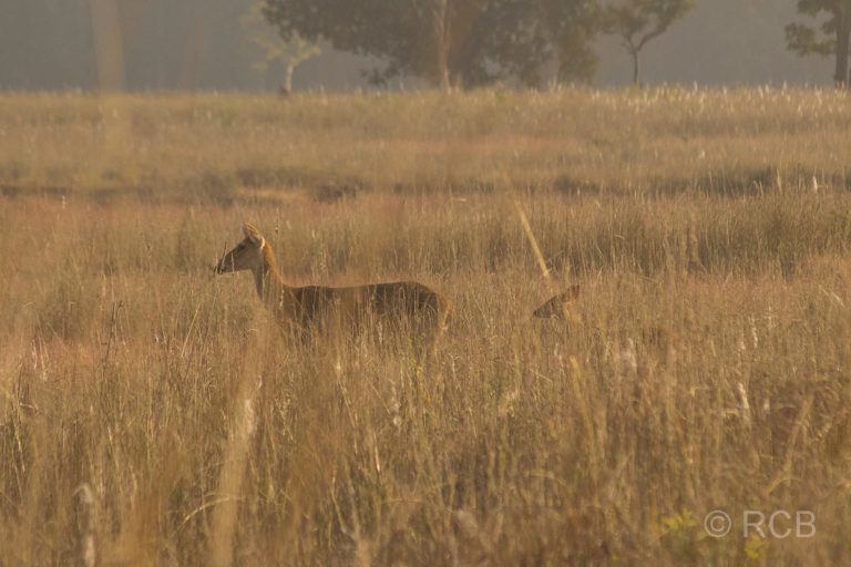 Antilopen im Kanha National Park