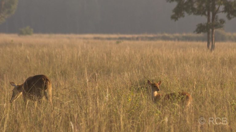 Antilope mit Jungem im Kanha National Park