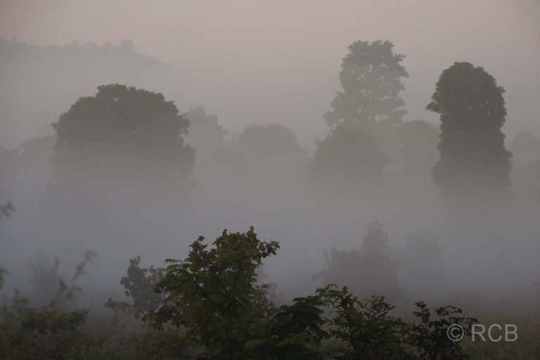 Bäume im Nebelin der Nähe des Kanha National Park